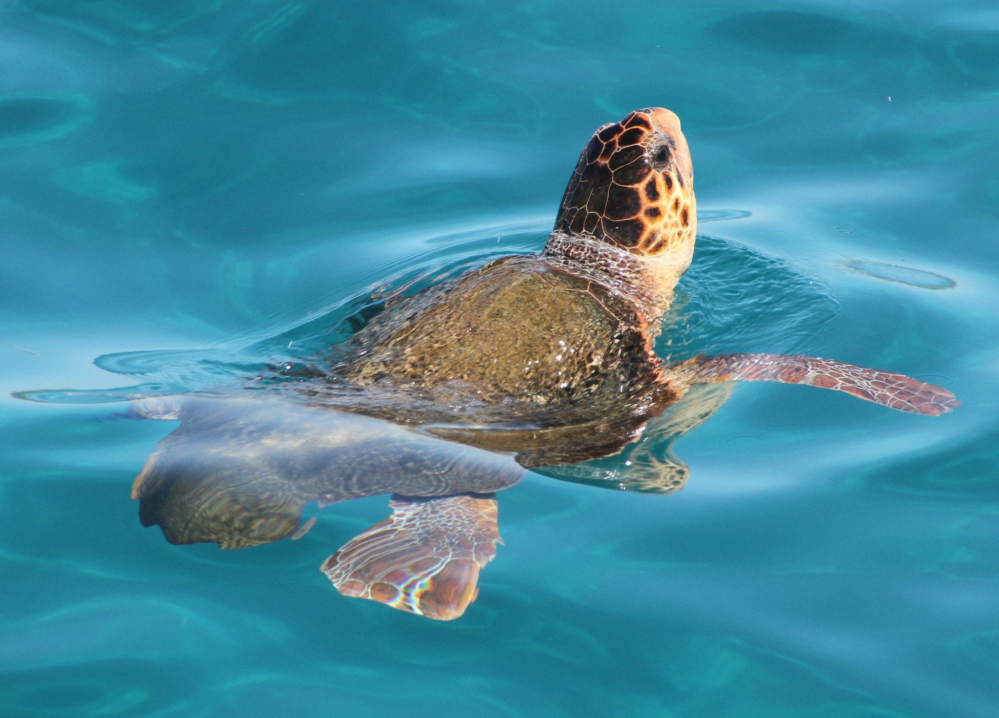 Caretta Caretta turtles on zakynthos island