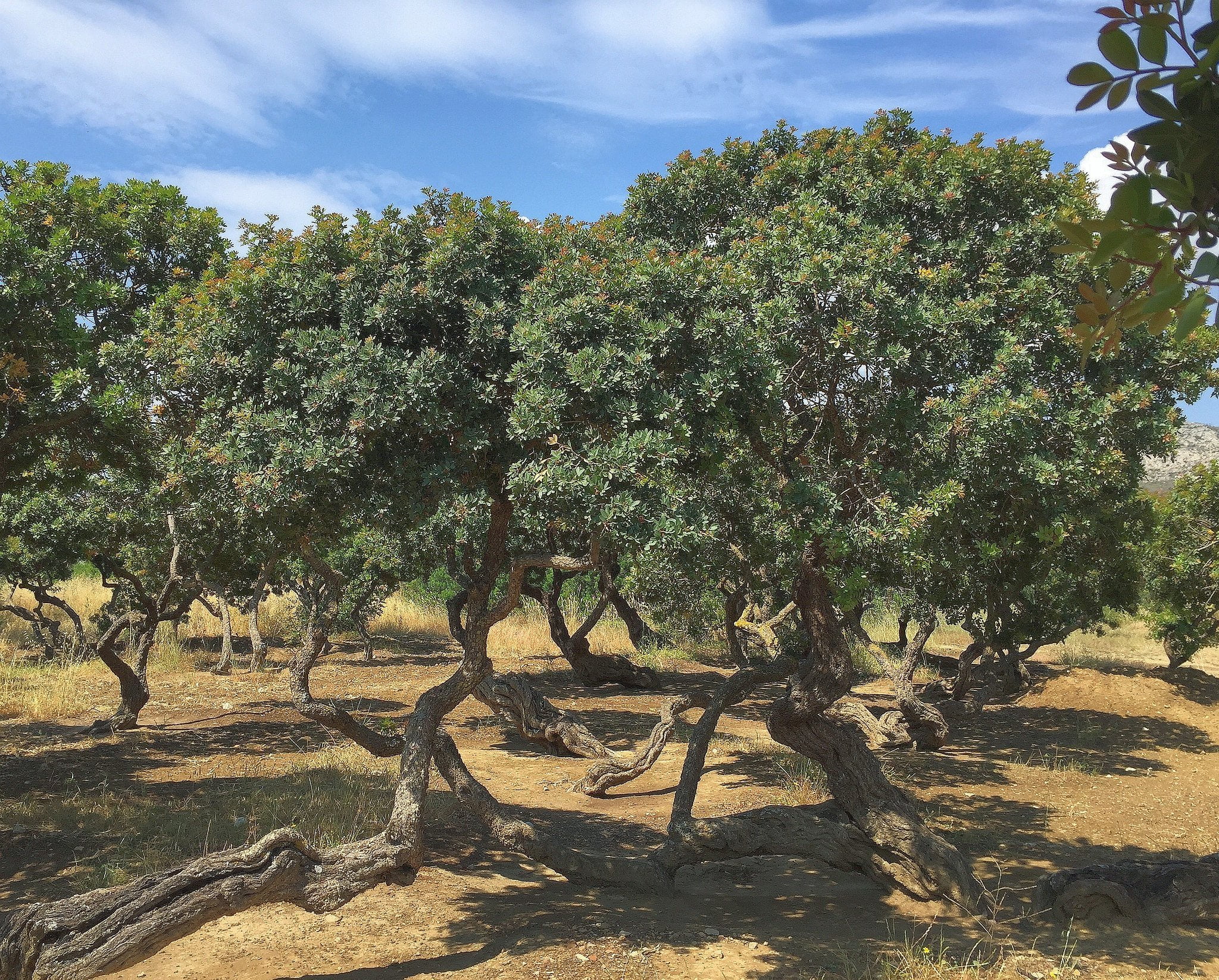 mastic trees in chios