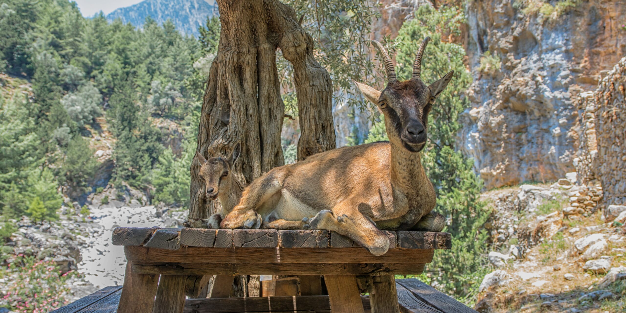 Two goats resting on a wooden platform with a backdrop of trees and rocky terrain.