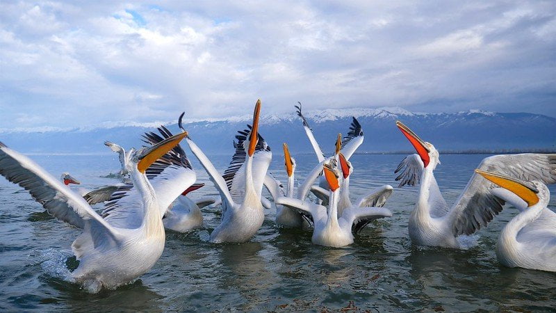rare birds at Lake Kerkini - greek lake vacation