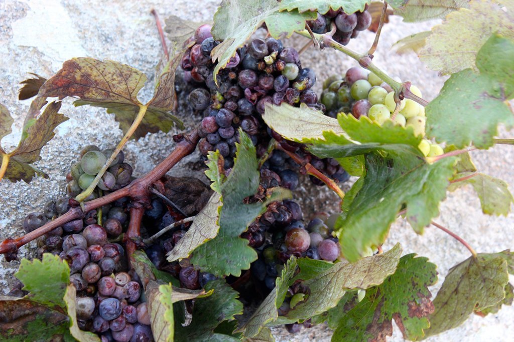 Santorini-sun-dried-grapes