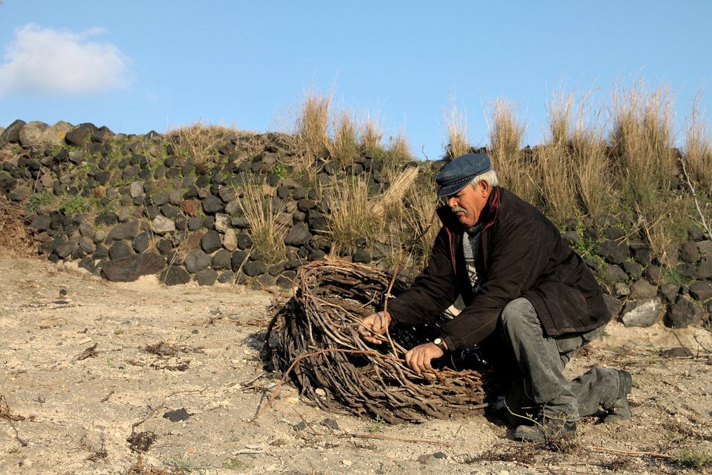 Each vine is twisted in a characteristic basket-shape to protect the vines from the strong winds