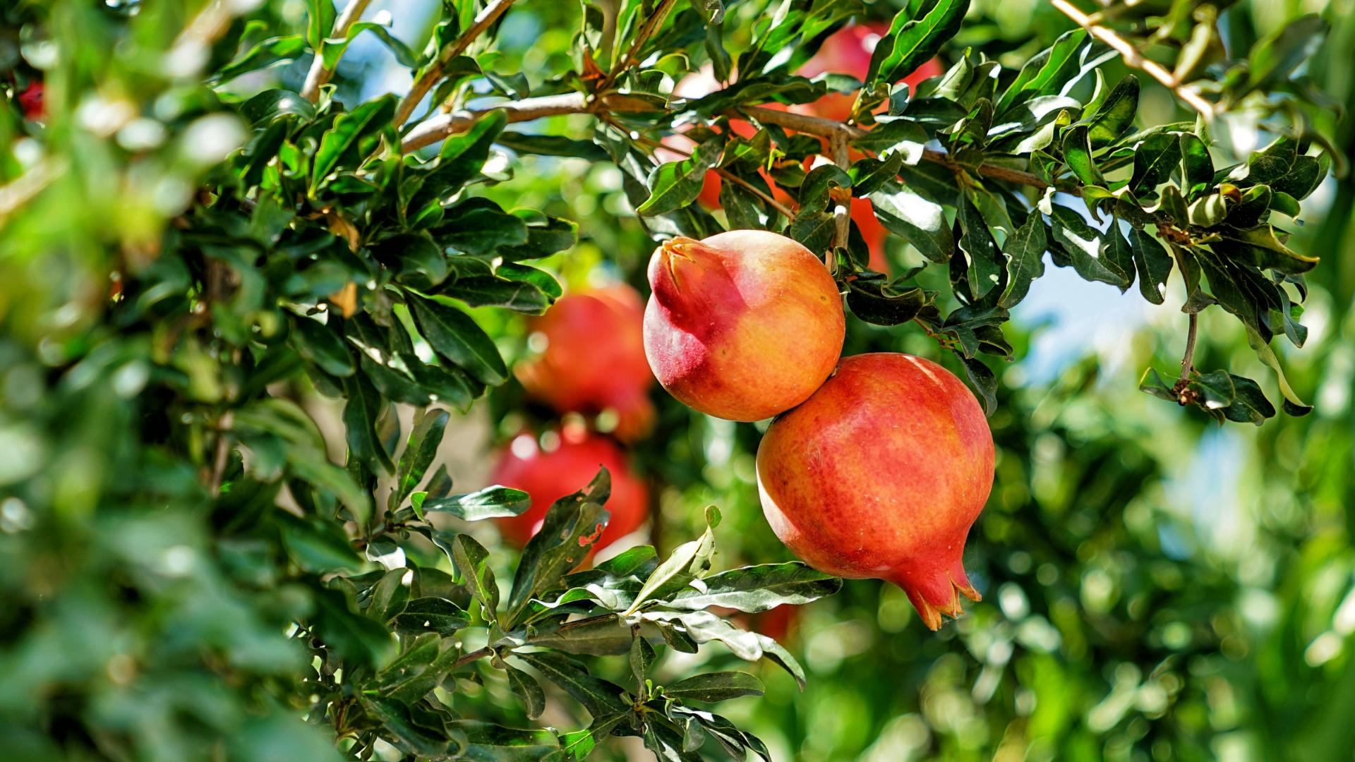 pomegranate branch