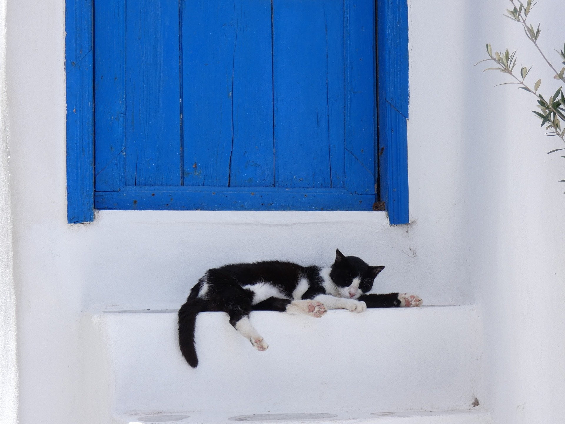 Greece Reopens as of Today - cats of greece - greece insiders blog