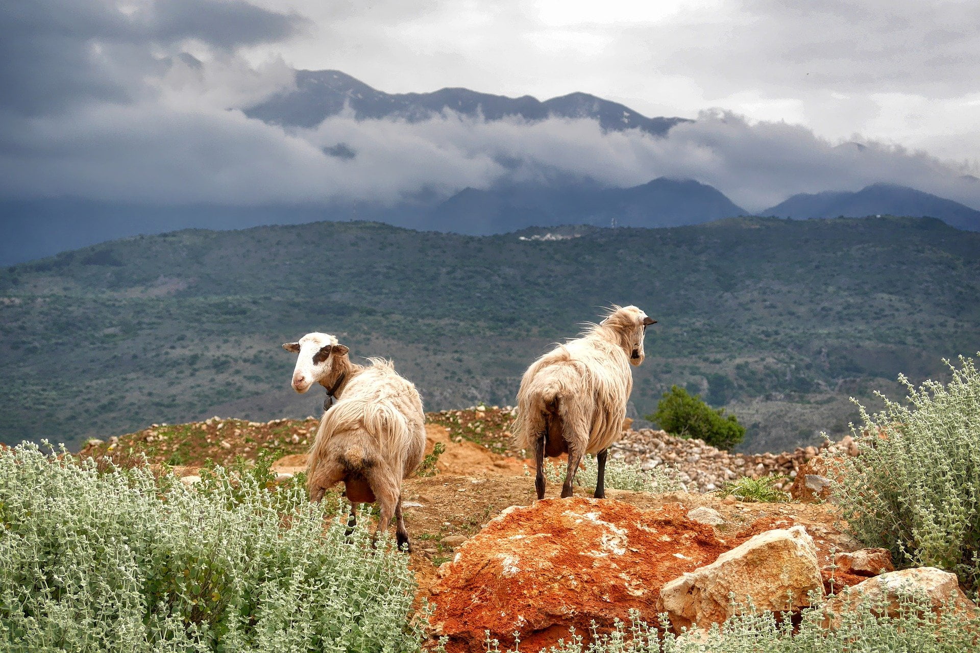 sheep on a mountain in greece