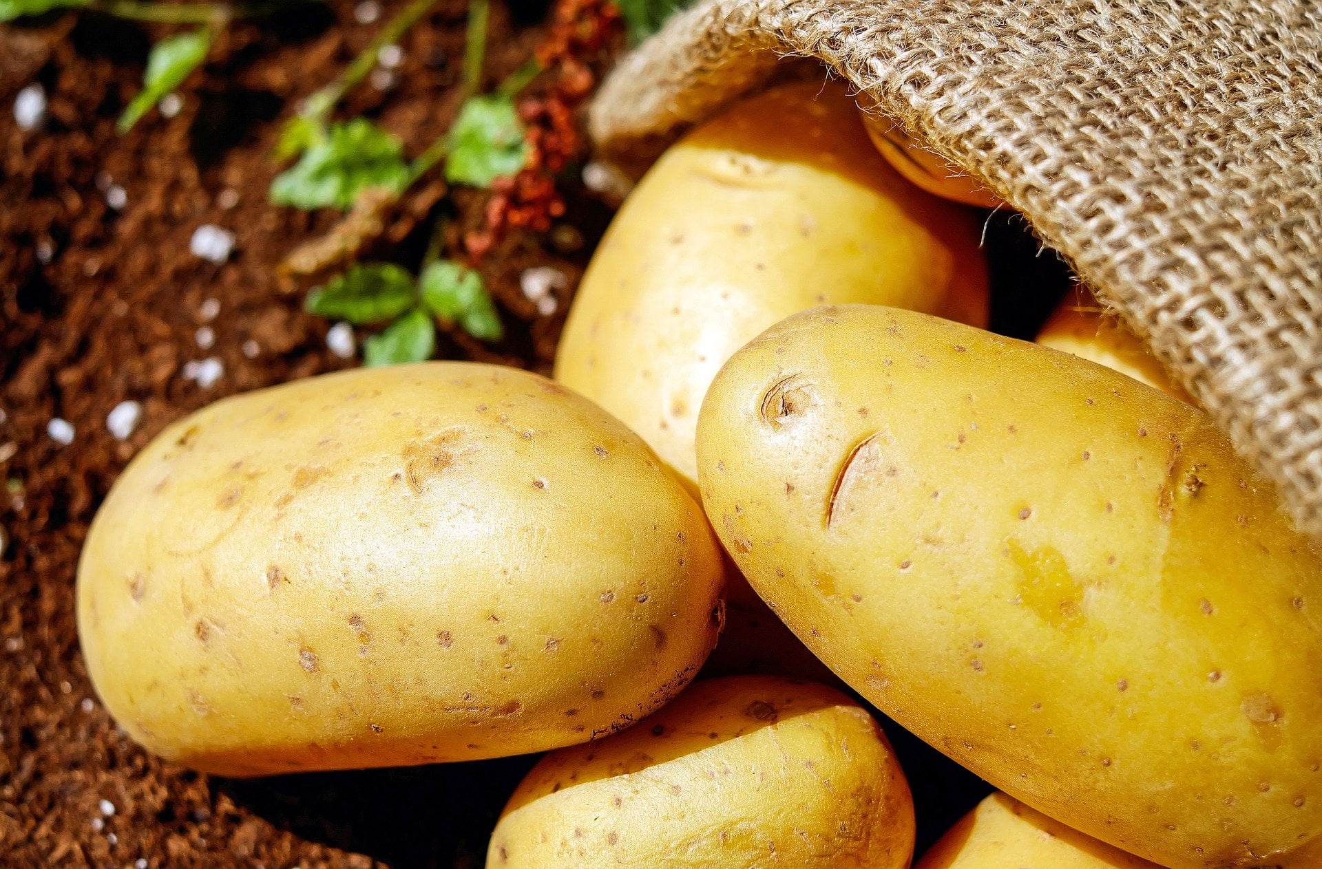 naxian potatoes