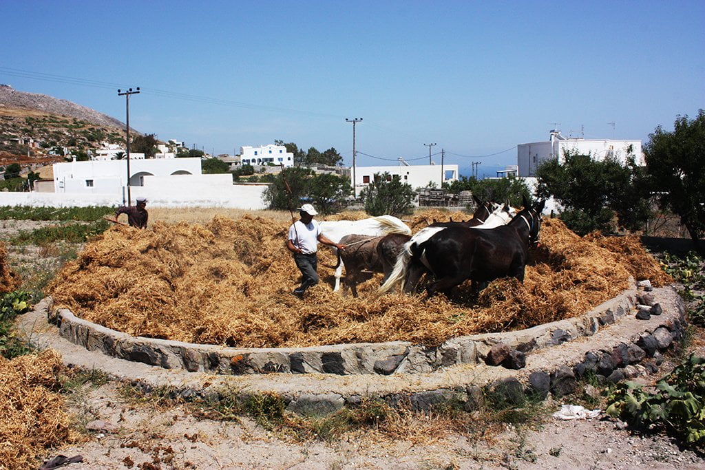 Threshing of Fava
