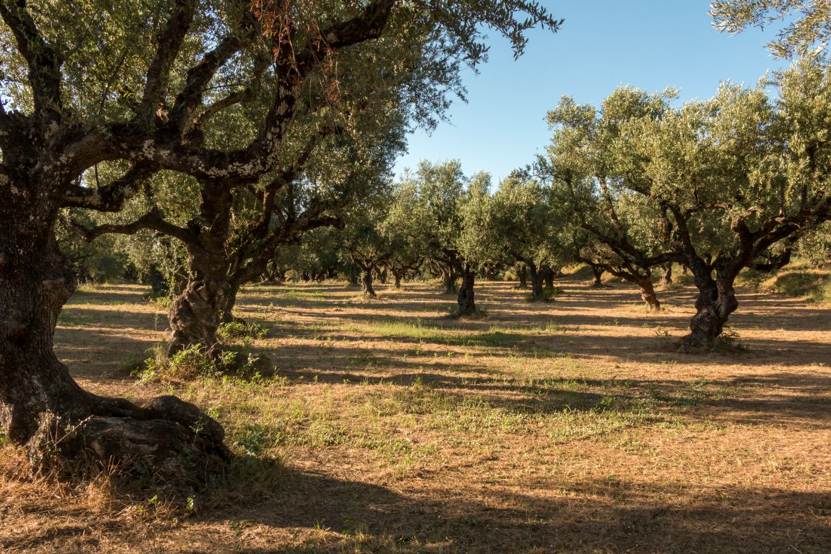 A peaceful olive grove with mature trees casting soft shadows on the dry ground under a clear blue sky.