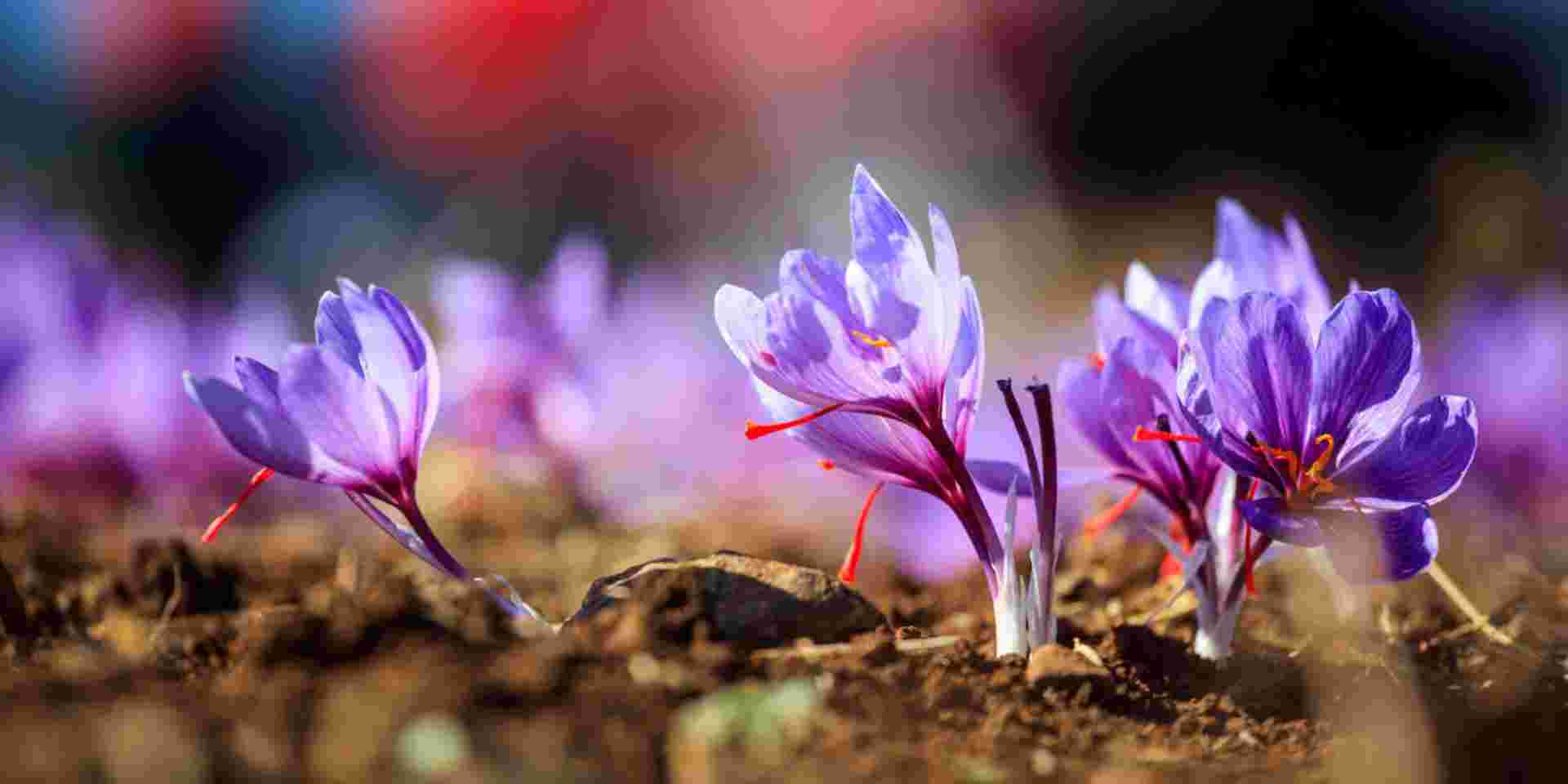 Close up of crocus flowers in a field at harvest time_superfoods in Greece Kozani saffron_superfoods in Greece