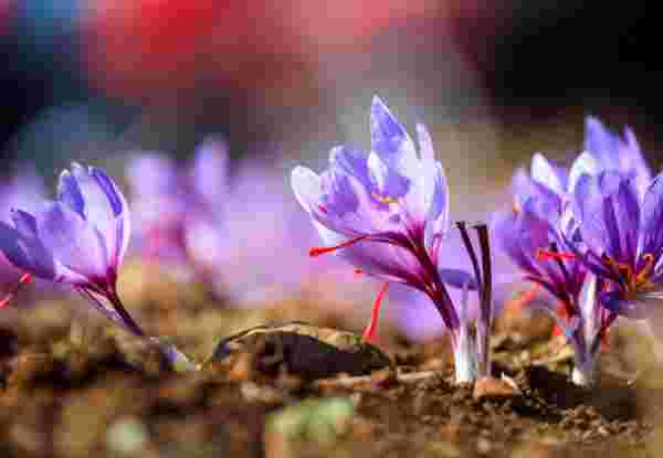Close up of crocus flowers in a field at harvest time_superfoods in Greece Kozani saffron_superfoods in Greece