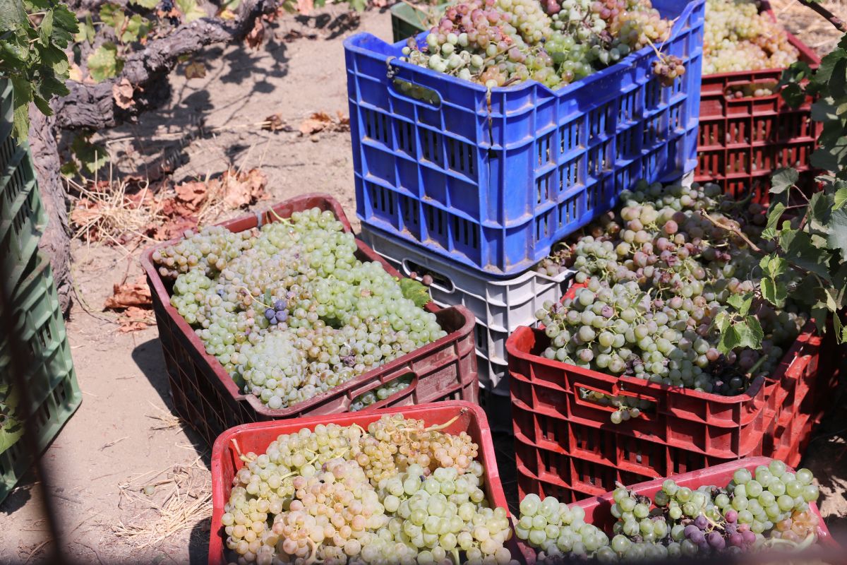 Autumn, Farm, Grape Harvesting, Winemaking, Basket, container, icaria blue zone
