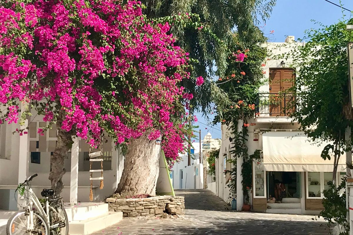 A charming street in Antiparos, lined with whitewashed buildings, vibrant pink bougainvillea, and a bicycle resting against a tree, creating a peaceful, picturesque scene.