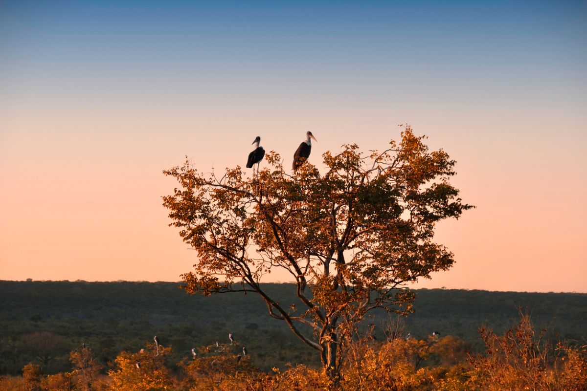 Marabou storks (Leptoptilos crumeniferus) perched in a tree at sunset.