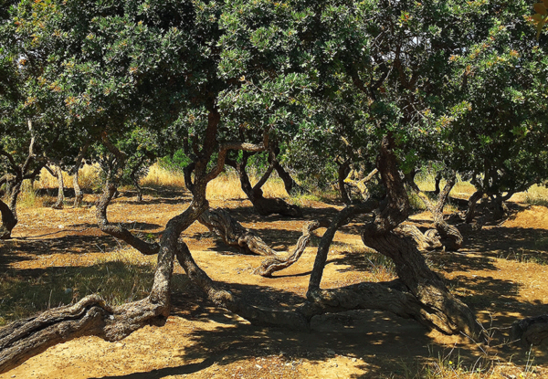mastic-trees-1