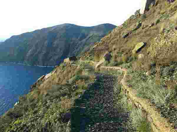 path-oia-fira