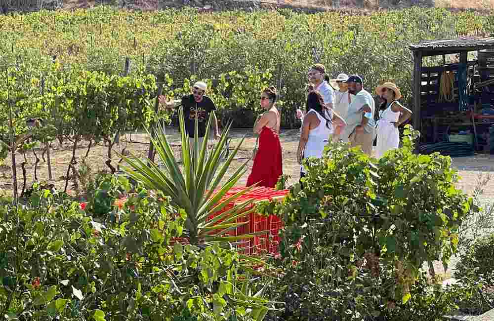 Naxos winetour