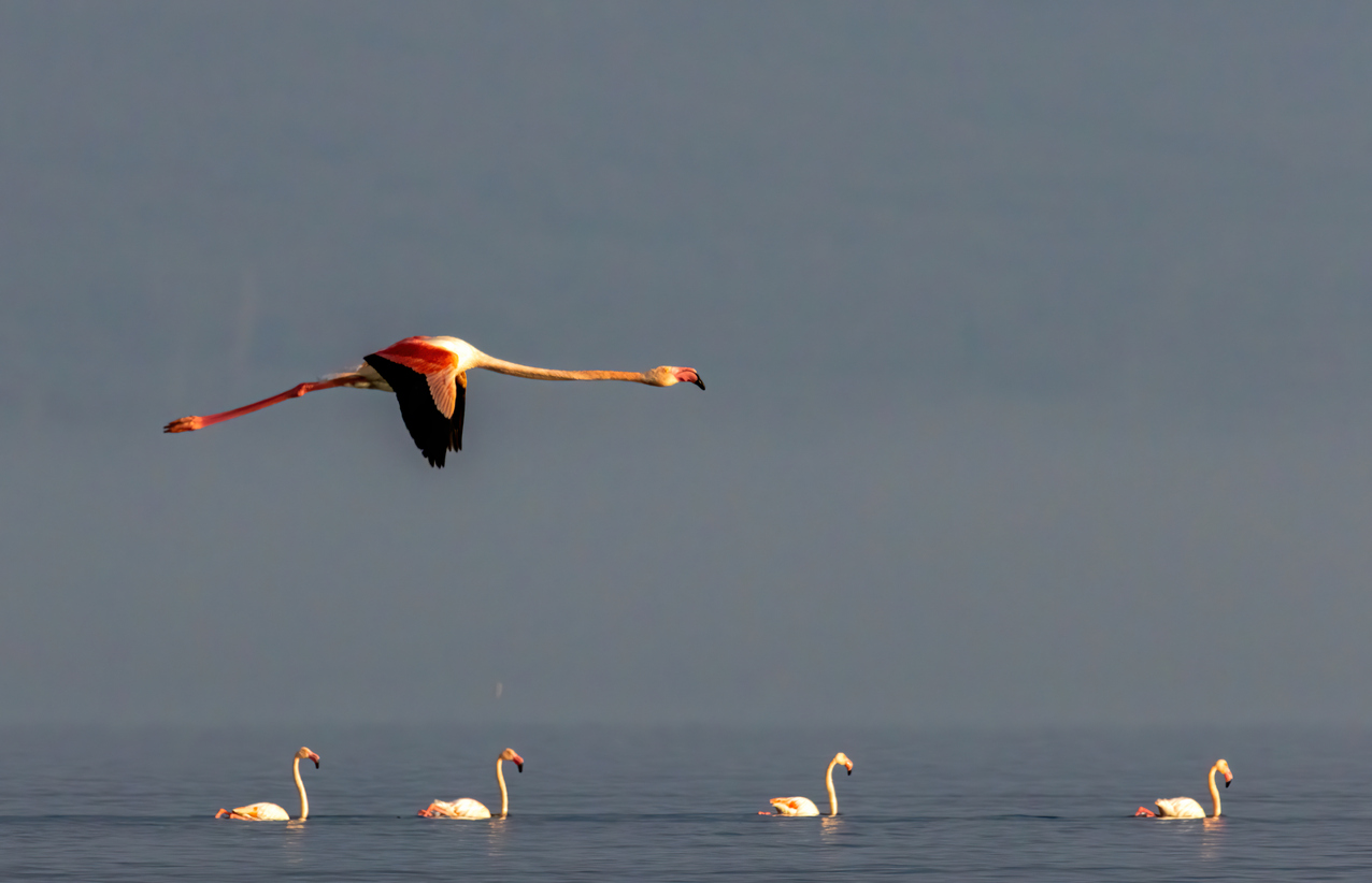 Greater Flamingo of Lake Kerkini