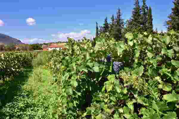 nemea winery
