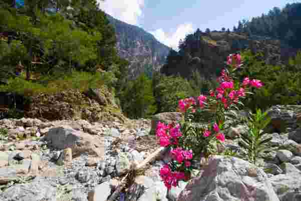 samaria gorge in spring