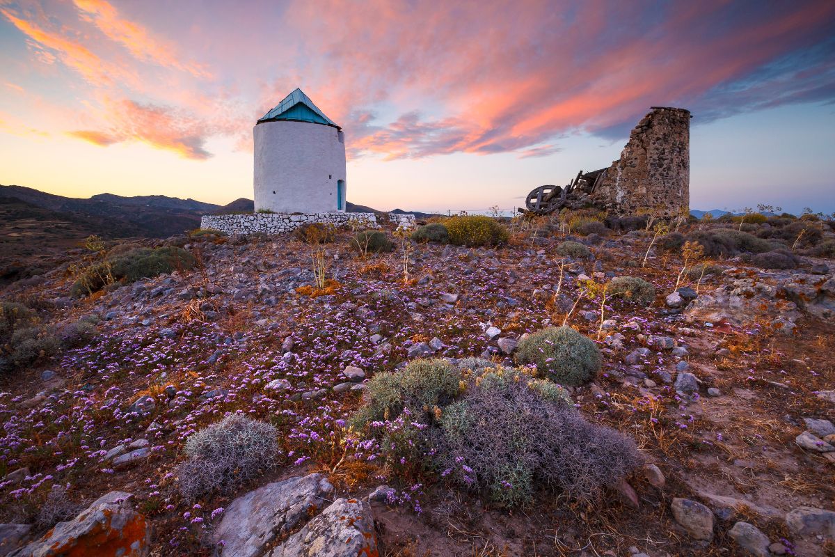 A scenic landscape in Kimolos featuring a white windmill with a blue roof at sunset. The foreground is dotted with rocks and small purple wildflowers, while an old stone structure stands nearby under a colorful sky.