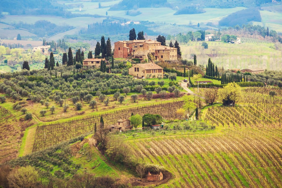 A hillside vineyard in Italy with rows of grapevines and stone buildings surrounded by trees. Rolling green fields stretch into the distance.