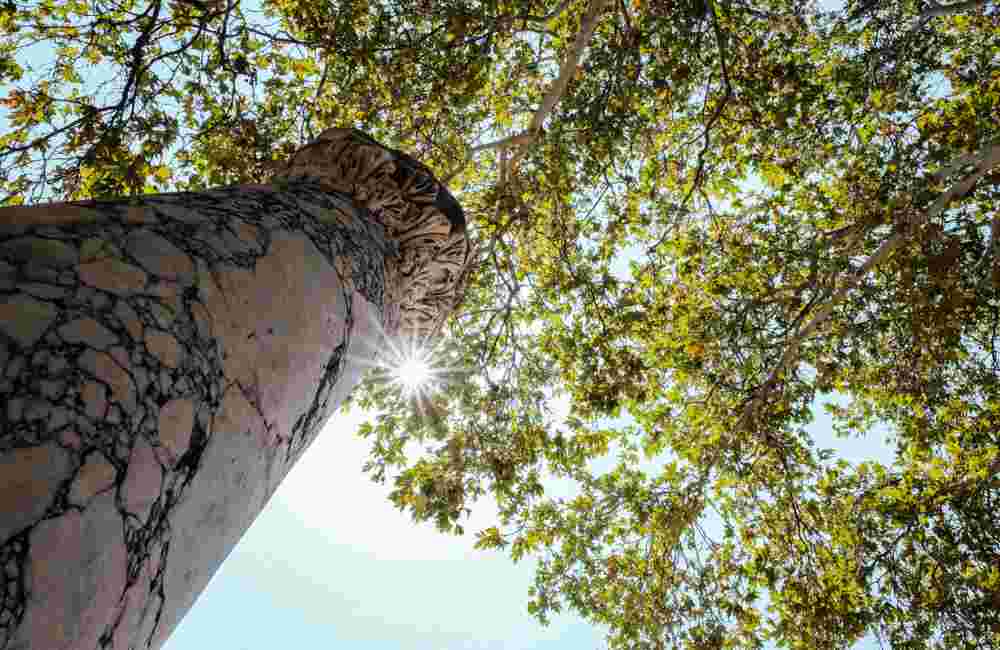ancient greek column under hyppocrates plane tree in kos greece