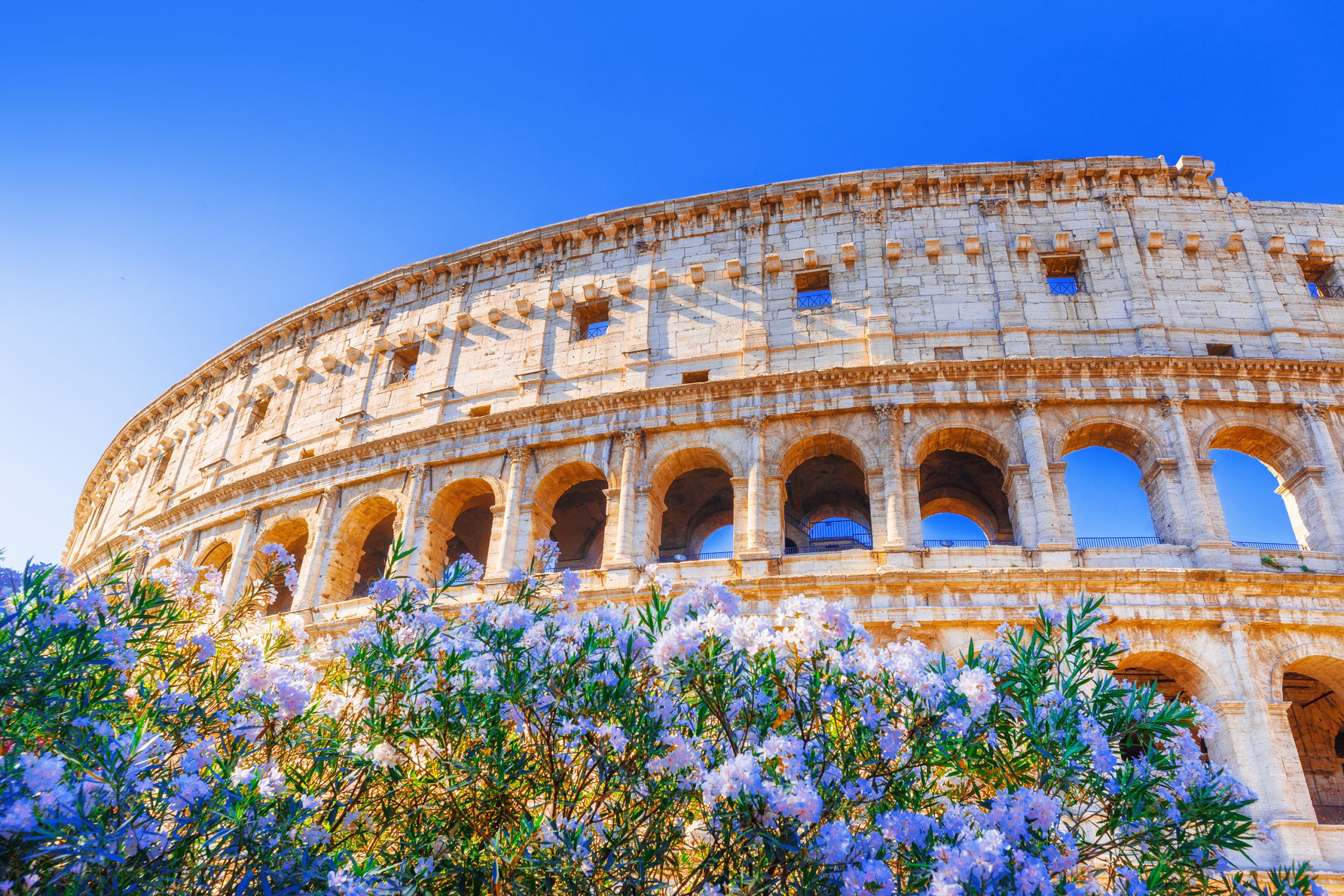 Rome, Coliseum, Italy. Romantic view on iconic landmark ancient Colosseum through blooming flowers of oleander.