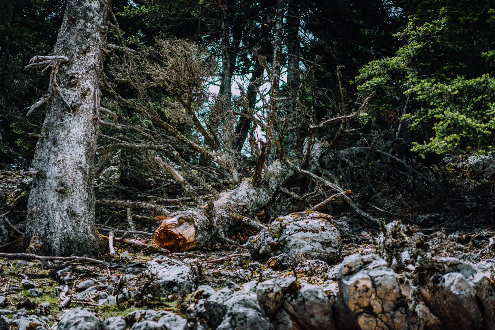 Virgin forest on Kefalonia island. National park with endemic pine trees